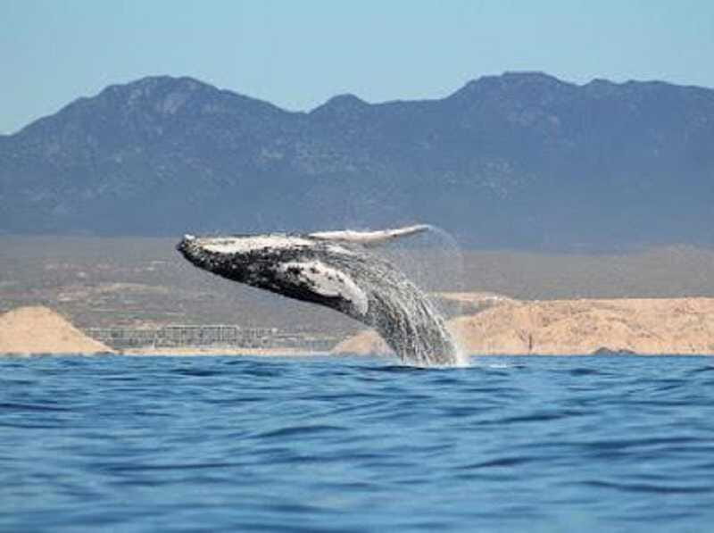 San José del Cabo: Whale Watching Experience - What the small boat changes