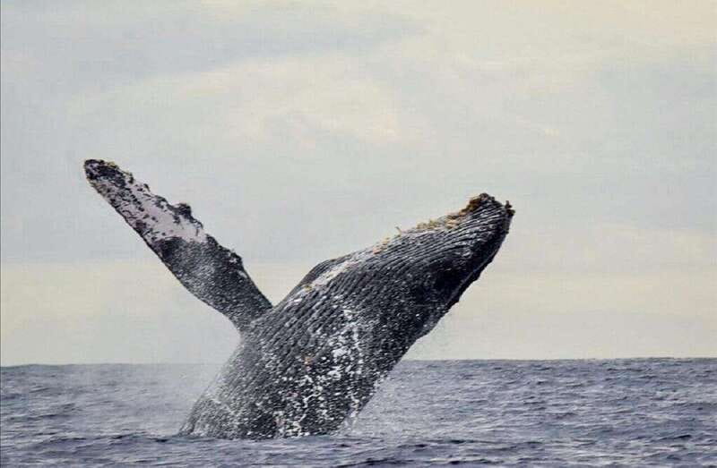 San José del Cabo: Whale Watching Experience - Who will enjoy this trip most?