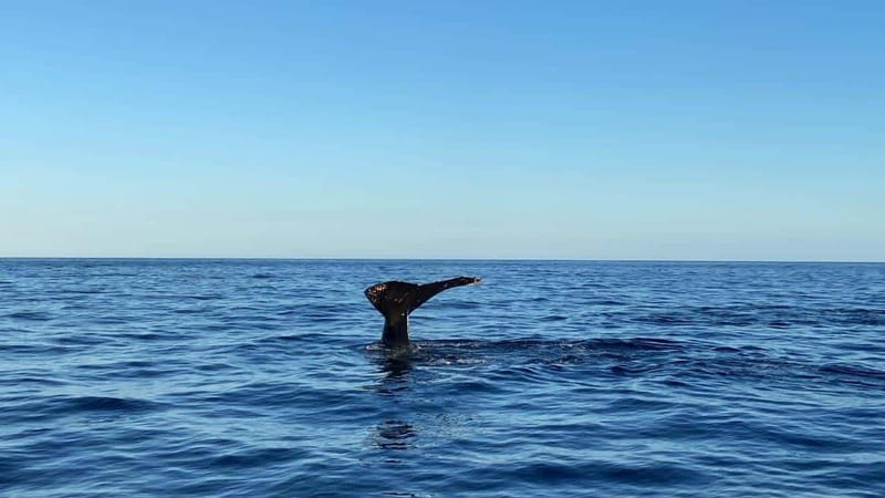 San José del Cabo: Whale Watching Experience - Booking flexibility and practical details