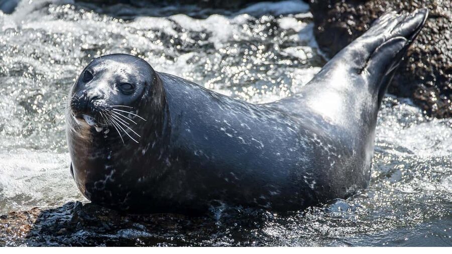 San Pedro: West Harbor LA Dolphin & Whale Watching Cruise - Who should book this cruise