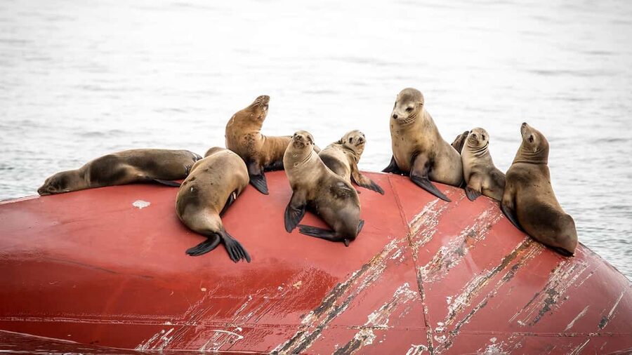 San Pedro: West Harbor LA Dolphin & Whale Watching Cruise - Which whales might you see by season