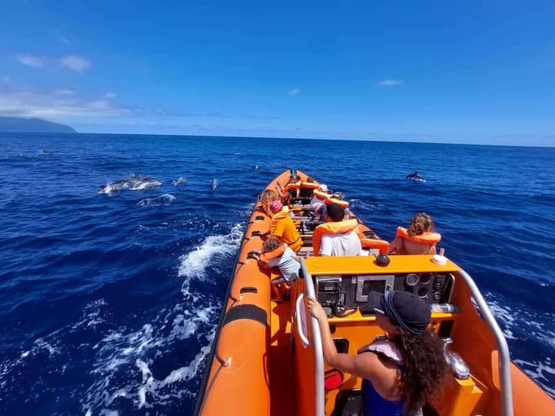 São Miguel, Azores: Whale and Dolphin Watching Tour - Key Points Before You Book