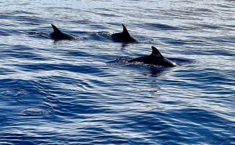 São Miguel, Azores: Whale and Dolphin Watching Tour - From the Marina to the Open Atlantic