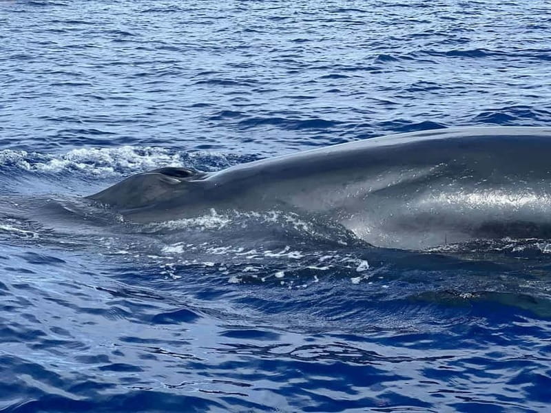 São Miguel, Azores: Whale and Dolphin Watching Tour - Searching for Sperm Whales and Dolphins