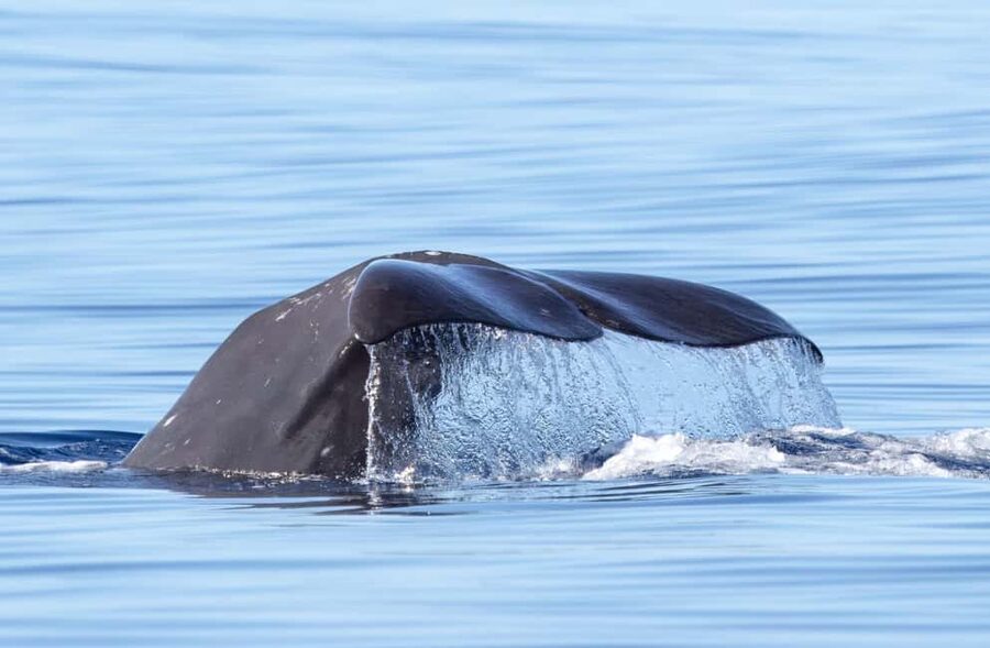 São Miguel: Whale-Watching Cruise with Marine Biologist - Key points before you book