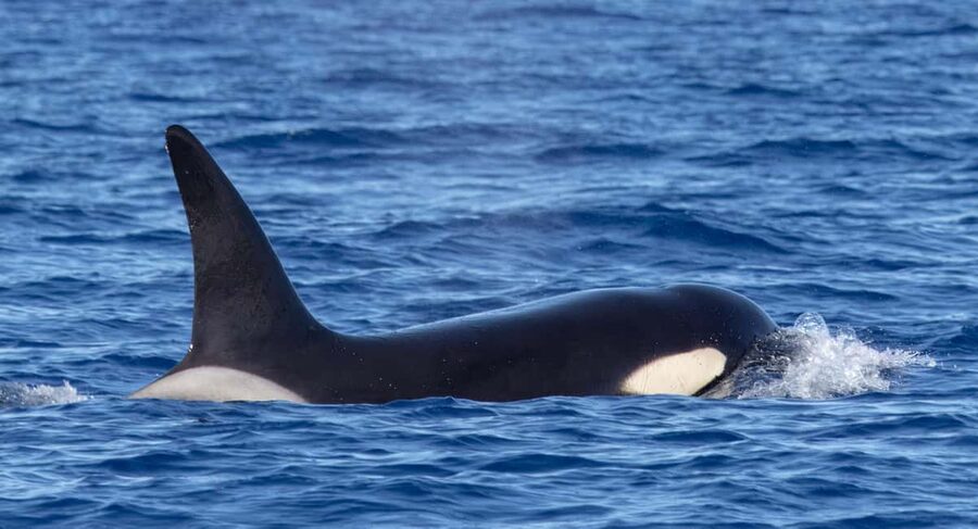 São Miguel: Whale-Watching Cruise with Marine Biologist - Who should book this cruise?