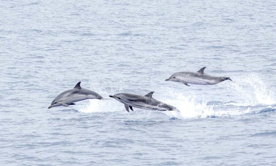 São Miguel: Whale-Watching Cruise with Marine Biologist - Why São Miguel is a strong place for whale watching