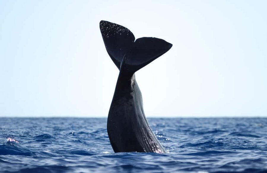 São Miguel: Whale-Watching Cruise with Marine Biologist - Choosing between the zodiac and catamaran
