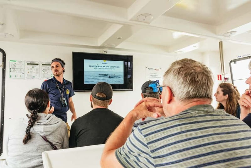 São Miguel: Whale-Watching Cruise with Marine Biologist - How the wildlife search works