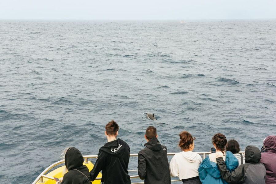São Miguel: Whale-Watching Cruise with Marine Biologist - The marine biologist makes the difference