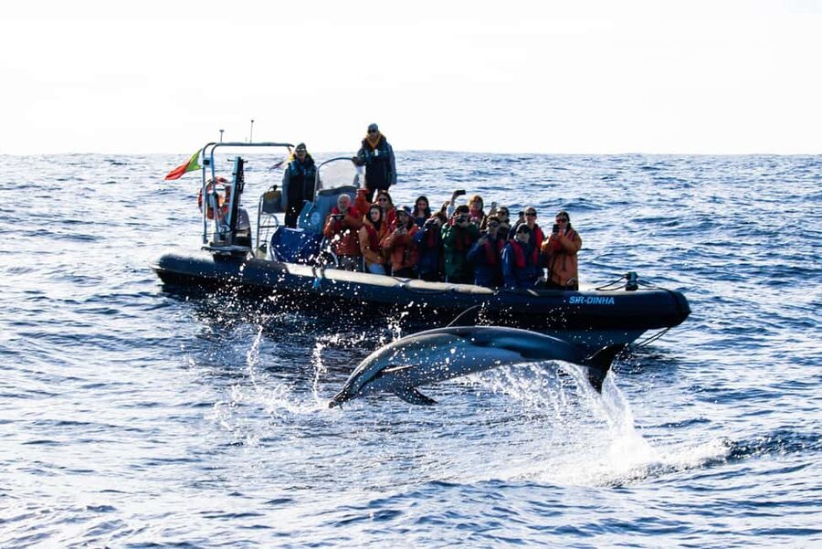 São Miguel: Whale-Watching Cruise with Marine Biologist - Returning along São Miguel’s coast