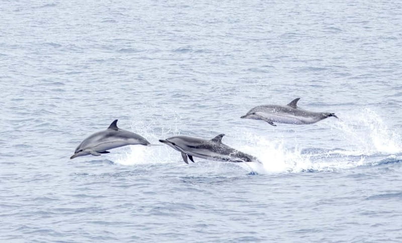 São Miguel: Whale-Watching Cruise with Marine Biologist - Price, timing, and practical value