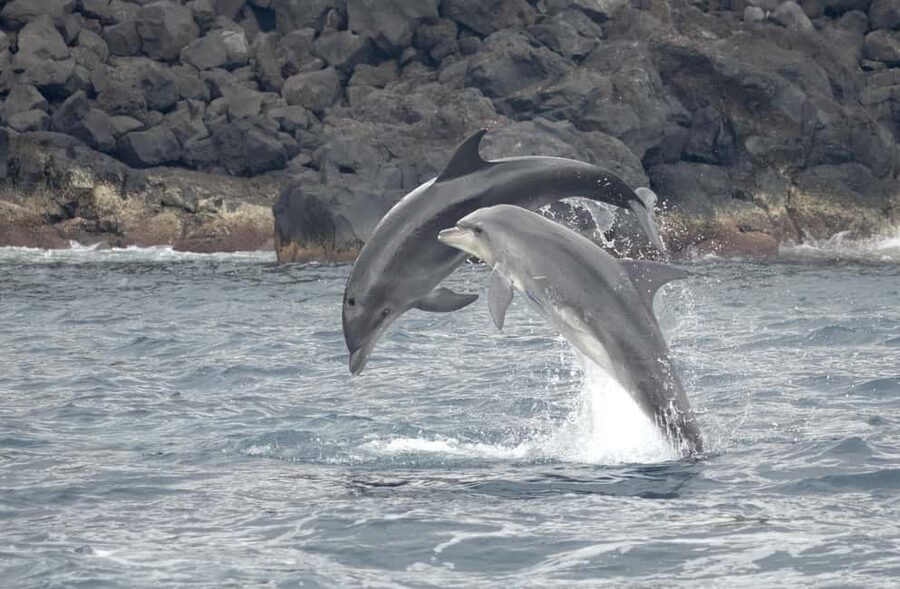 São Miguel: Whale Watching & Wild Dolphins Swimming Full-day - Why this São Miguel trip feels different