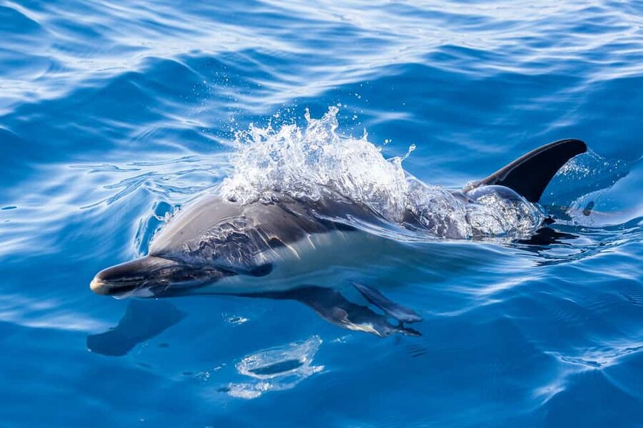 São Miguel: Whale Watching & Wild Dolphins Swimming Full-day - A simple picnic between boat trips