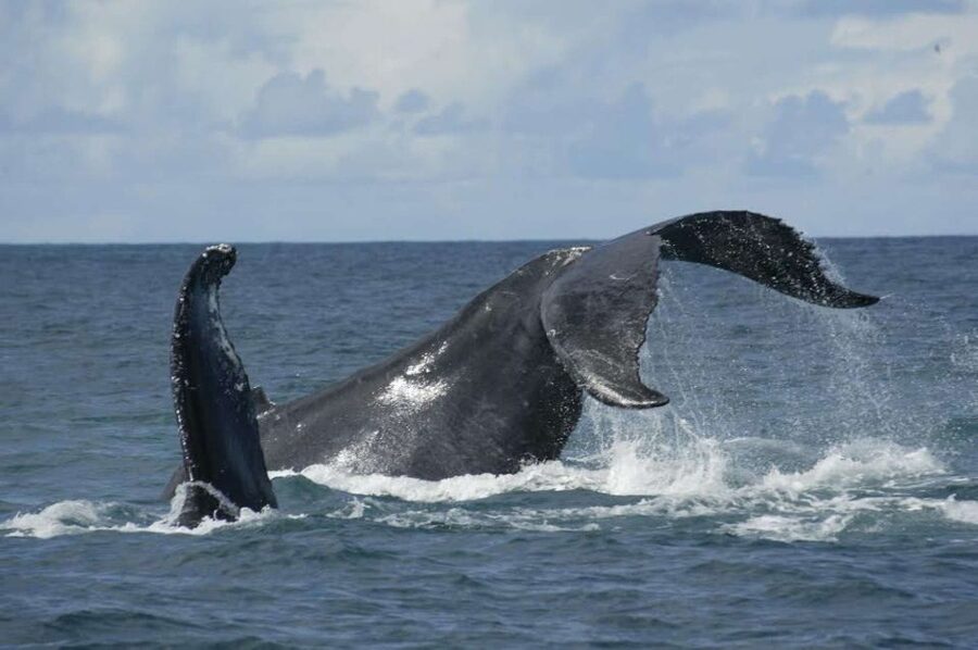 São Miguel: Whales & Volcano Full-Day Tour with Lunch - Three hours on the Atlantic by catamaran