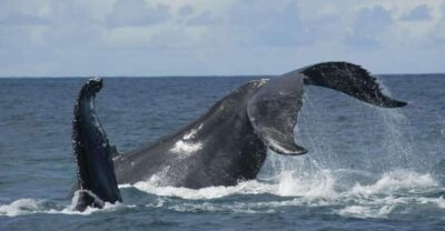 São Miguel: Whales & Volcano Full-Day Tour with Lunch
