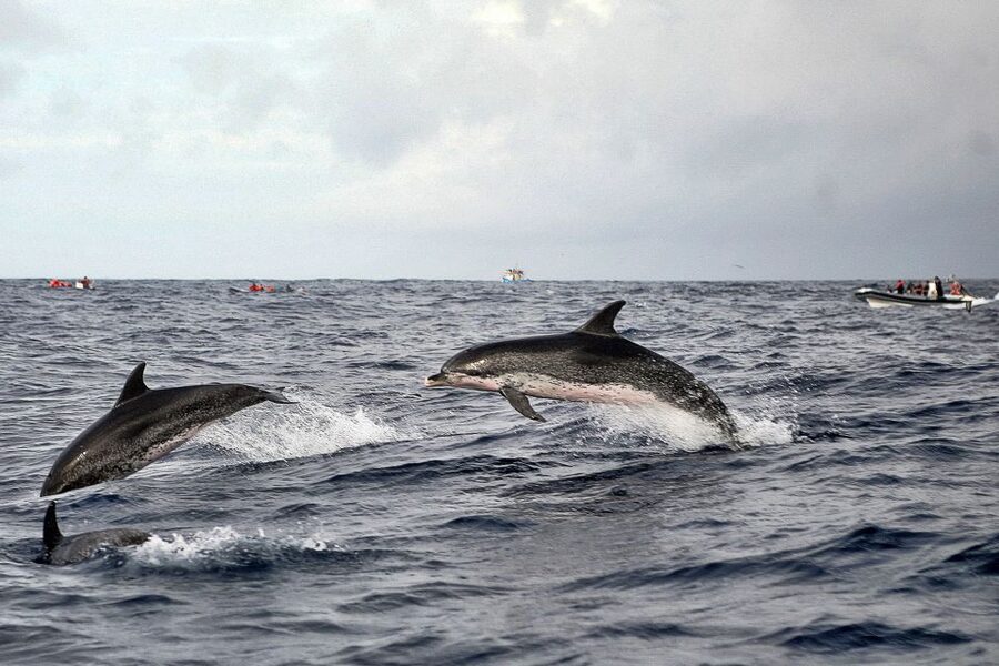 São Miguel: Whales & Volcano Full-Day Tour with Lunch - The guide can make or break the day