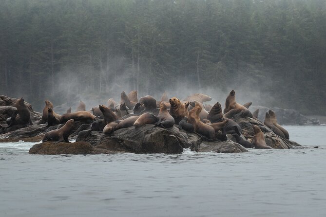Sea Otter and Whale Watching Tour on Northern Vancouver Island - Setting out from Port Hardy at 10:00 am