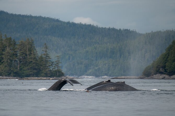 Sea Otter and Whale Watching Tour on Northern Vancouver Island - Lunch, drinks, and dietary requests
