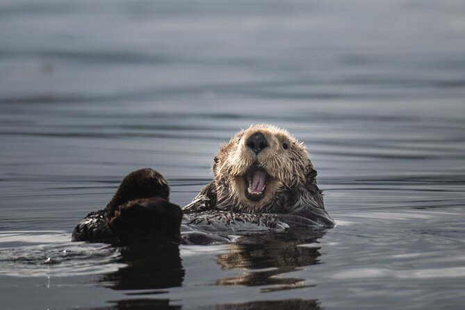 Sea Otter and Whale Watching Tour on Northern Vancouver Island - Is $283.89 a fair price?