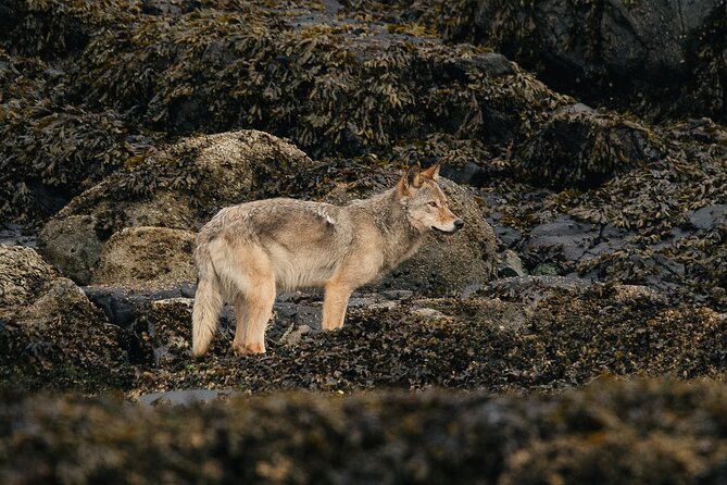 Sea Otter and Whale Watching Tour on Northern Vancouver Island - Weather, cancellations, and planning the day