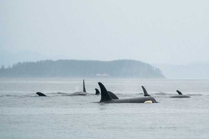 Sea Otter and Whale Watching Tour on Northern Vancouver Island - Five hours in Queen Charlotte Strait