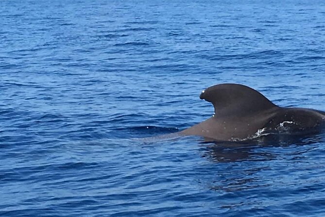 SEA SAFARI Dolphins, Whales, 3h speedboat DISCOVERY-TOUR - Drinks and sandwiches keep the trip easy