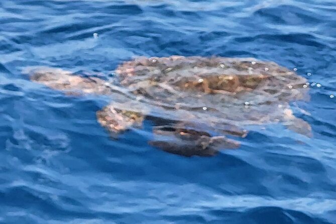SEA SAFARI Dolphins, Whales, 3h speedboat DISCOVERY-TOUR - Who will enjoy this boat trip most?