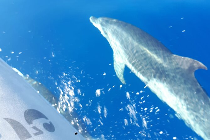 SEA SAFARI, Dolphins, Whales, snorkeling, snack and drink, 2 h speedboat - Practical planning for Costa Adeje