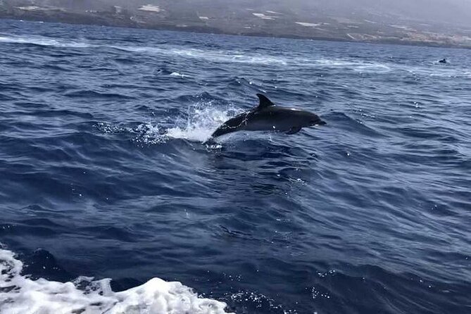 SEA SAFARI Dolphins,Whales, snorkeling, snack, drink, 3h private - The crew makes the difference