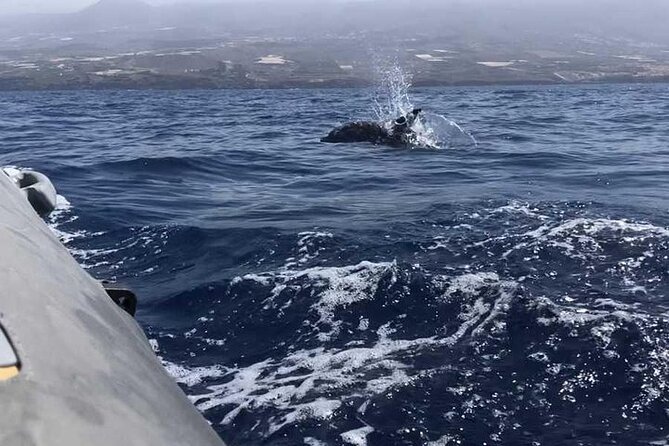 SEA SAFARI Dolphins,Whales, snorkeling, snack, drink, 3h private - Booking, cancellation, and practical details