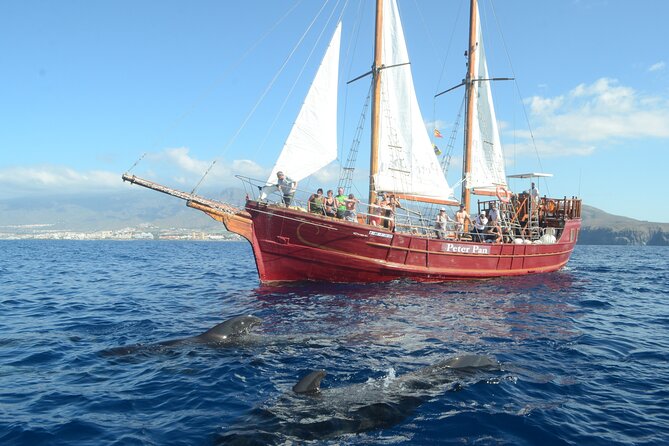 Sealife Dolphin & Whale Watching aboard Portuguese schooner - Sailing on a Portuguese Schooner from the Last Century