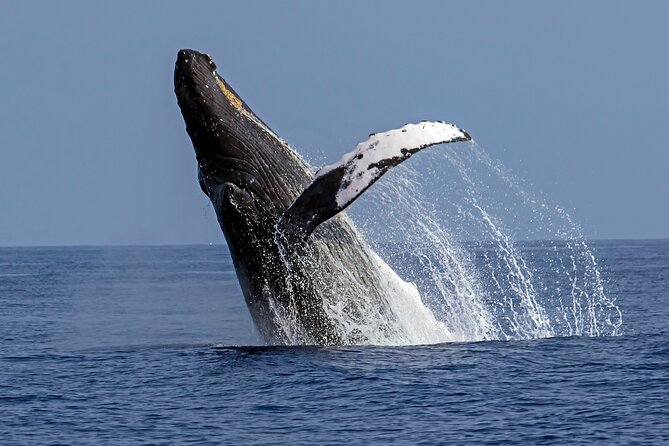 Seasonal Small-Group Humpback Whale Watching in Kona - Five things to know before you book