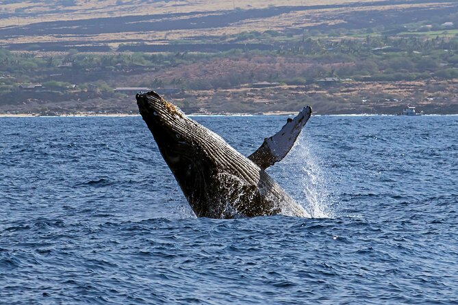 Seasonal Small-Group Humpback Whale Watching in Kona - Why Kona’s winter whale season matters
