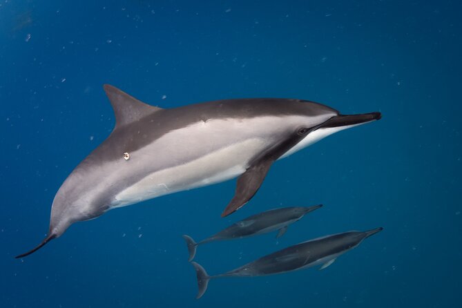 Seasonal Small-Group Humpback Whale Watching in Kona - Watching whales from a 10-person boat