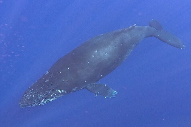 Seasonal Small-Group Humpback Whale Watching in Kona - The guide’s role in making sense of the show
