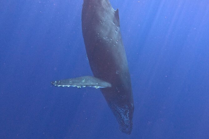 Seasonal Small-Group Humpback Whale Watching in Kona - Weather, minimum numbers, and flexible planning