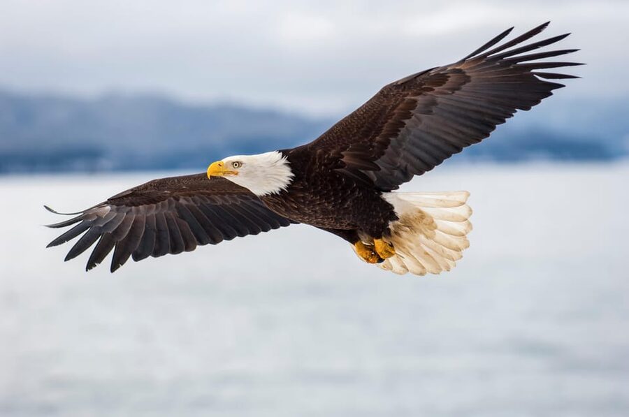 Seattle: Half-Day Wildlife and Whale Watching Cruise - Key Things to Know Before You Go