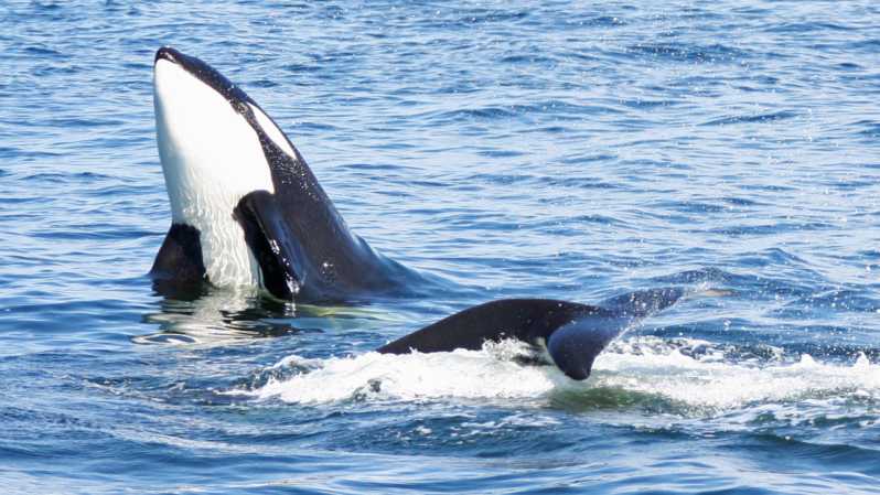 Seattle: Half-Day Wildlife and Whale Watching Cruise - Starting at Pier 69 in Downtown Seattle