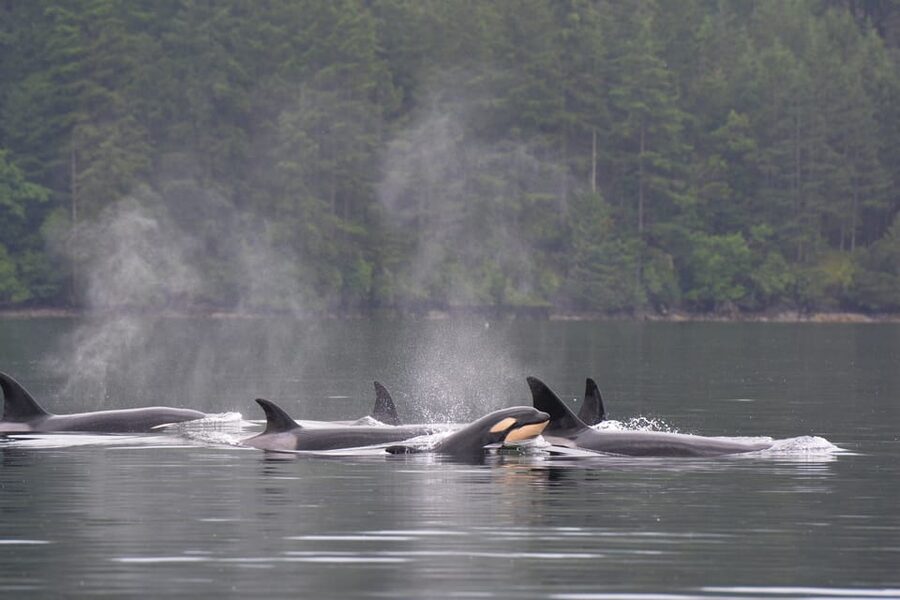 Seattle: Half-Day Wildlife and Whale Watching Cruise - What You Might See Along the Way