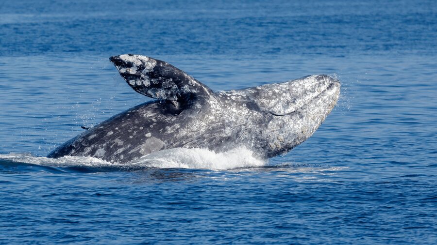 Seattle: Half-Day Wildlife and Whale Watching Cruise - Seeing Whales From a Large Boat
