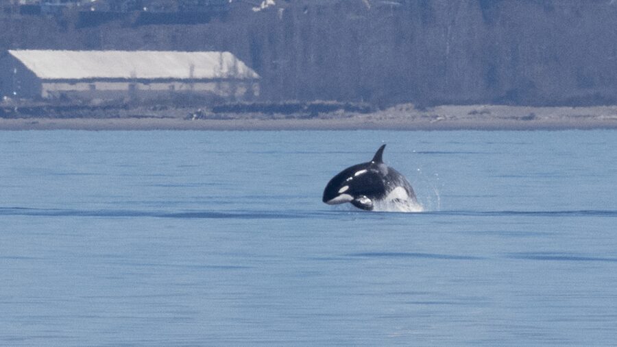 Seattle: Half-Day Wildlife and Whale Watching Cruise - Timing, Weather, and Seasonal Expectations