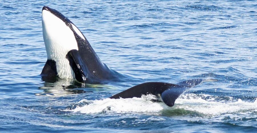 Seattle: Half-Day Wildlife and Whale Watching Cruise - Practical Tips for a Better Outing