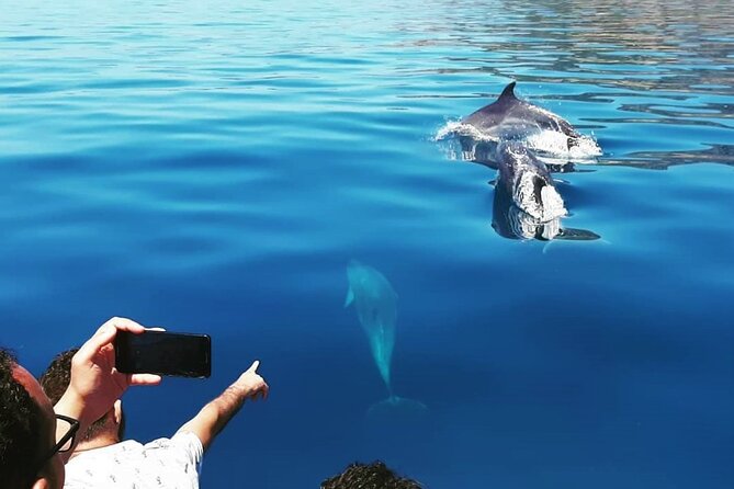 Sesimbra: Arrábida Dolphin and Whale Watching tour with biologist - The Arrábida coast from water level