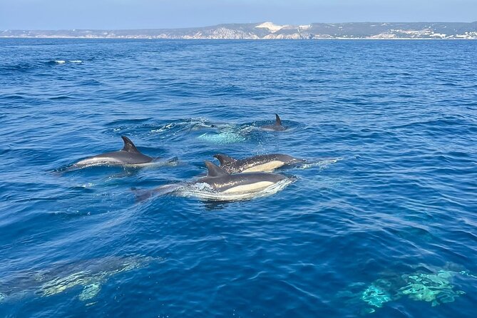 Sesimbra: Arrábida Dolphin and Whale Watching tour with biologist - A local drink and stories from Sesimbra