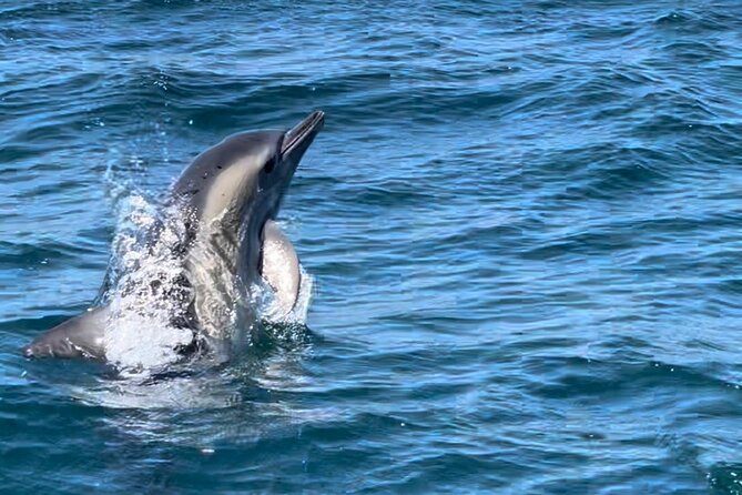 Sesimbra: Arrábida Dolphin and Whale Watching tour with biologist - Is $66.42 good value?