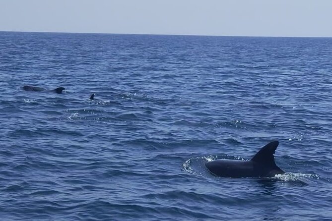 Sesimbra: Arrábida Dolphin and Whale Watching tour with biologist - Searching the Arrábida marine area for dolphins