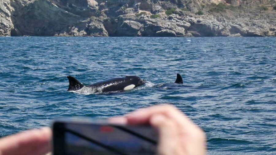 Sesimbra: Arrábida Dolphin and Whale Watching with Biologist - What makes this Sesimbra boat trip worth your time