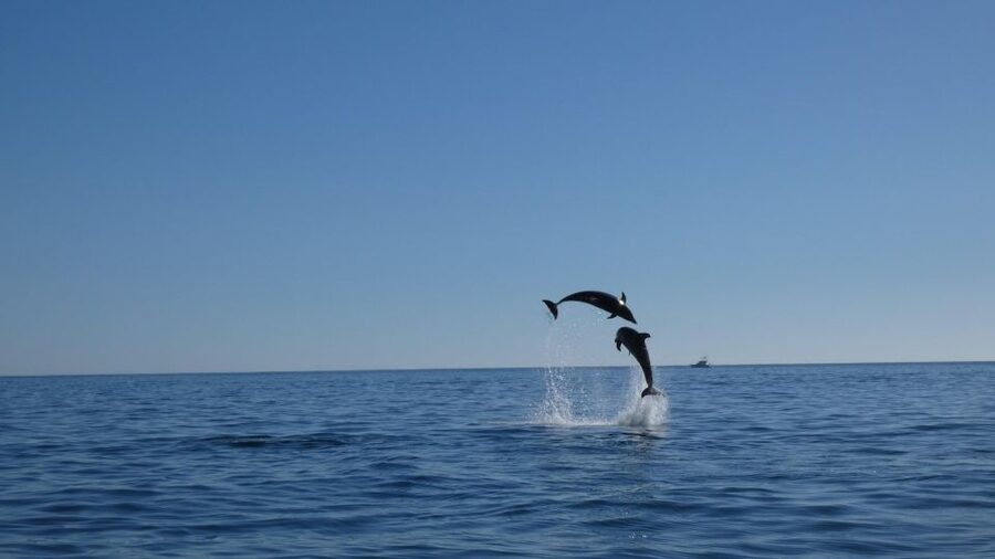 Sesimbra: Arrábida Dolphin and Whale Watching with Biologist - Who should book this three-hour trip?