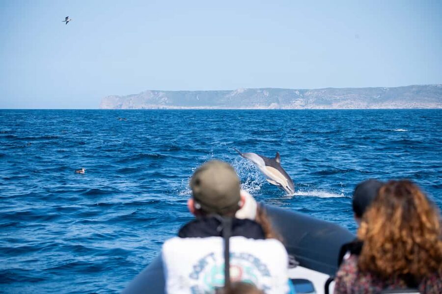 Sesimbra: Arrábida Dolphin and Whale Watching with Biologist - Birdlife, feeding scenes, and the value of looking beyond whales